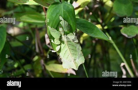 Exposed plant habitat Stock Videos & Footage - HD and 4K Video Clips - Alamy