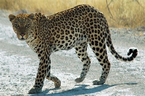 Arabian Leopard | Animal Database | Fandom