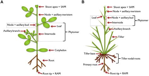 Frontiers | Shaping plant architecture | Plant Science