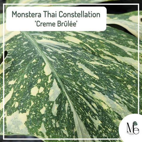 Monstera Thai Constellation Creme Brûlée - M.E. Greenery Export