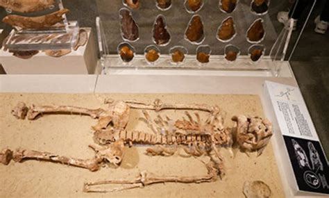 Homo sapiens: Our ancestors as revealed by archaeological research - EgyptToday