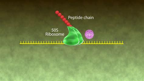 Macrolide Mechanism Of Action - slidesharetrick