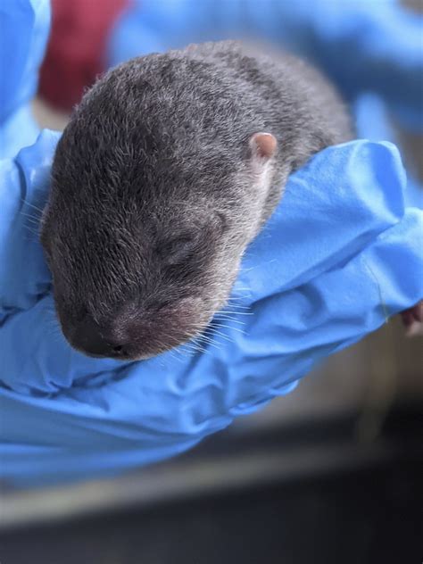 3 North American river otter pups born at Zoo Miami | AP News