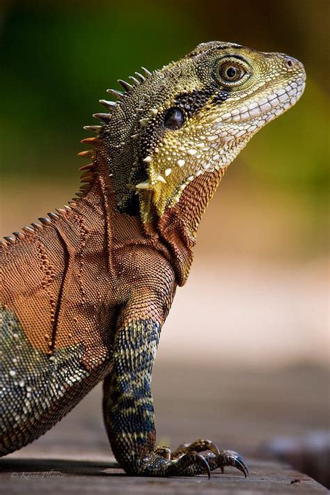 Eastern Water Dragon | reptile photos | Pinterest