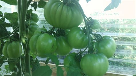 diyhydroponic: Hydroponics Tomatoes Youtube