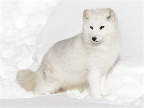 Fluffy Arctic White Fox Photograph by Athena Mckinzie - Fine Art America