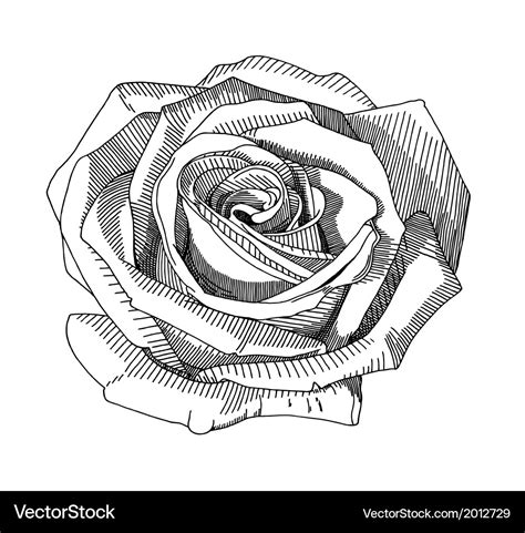 Hand draw black and white sketch ornate rose Vector Image