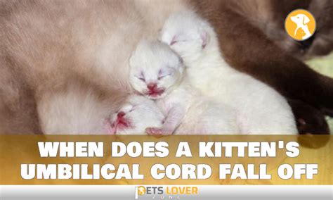 Need to Know About When a Kitten's Umbilical Cord Falls Off