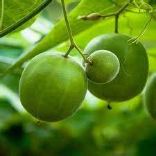 16 Medicinal Health Benefits Of Siraitia grosvenorii (Monk Fruit) - Agric4Profits