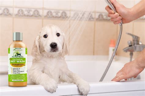 A Vet's Guide To Treating Your Dog's Dry Skin | The Dog People by Rover.com