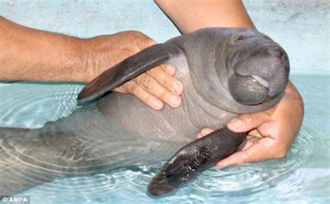 Pictured: The adorable two-month old orphan manatee recovering after ...