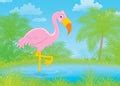 Pink Flamingo Bird Clipart Free Stock Photo - Public Domain Pictures