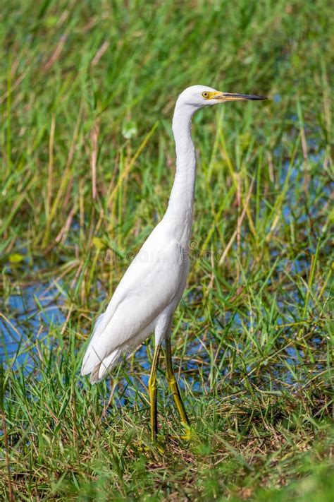 Snowy Egret Egretta Thula in Wetlands Habitat - Pembroke Pines, Florida, USA Stock Image - Image ...