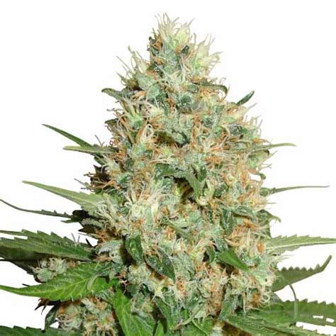 Trainwreck Cannabis Strain Information and Review (Updated)