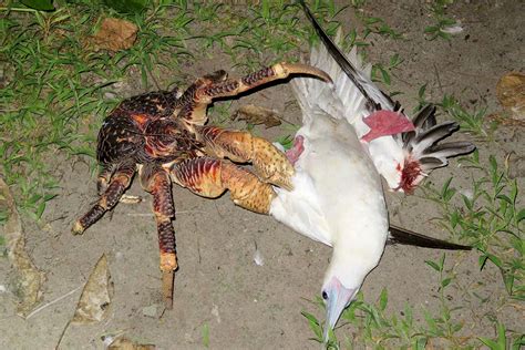 [B! animal] Giant coconut crab sneaks up on a sleeping bird and kills it