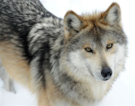 Sperm Banking Revives Endangered Mexican Wolf – National Geographic Society Newsroom