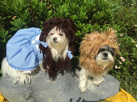 Dorothy/Dorthy Wizard of Oz inspired dog costume