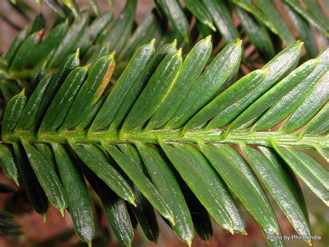 Image result for coast redwood | Coast redwood, Plant leaves, Plants