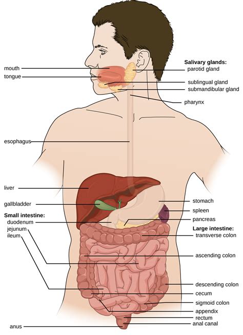 Anatomy and Normal Microbiota of the Digestive System · Microbiology