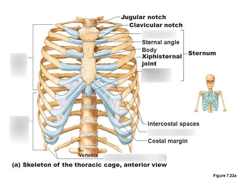 Anterior view of the thorax Diagram | Quizlet