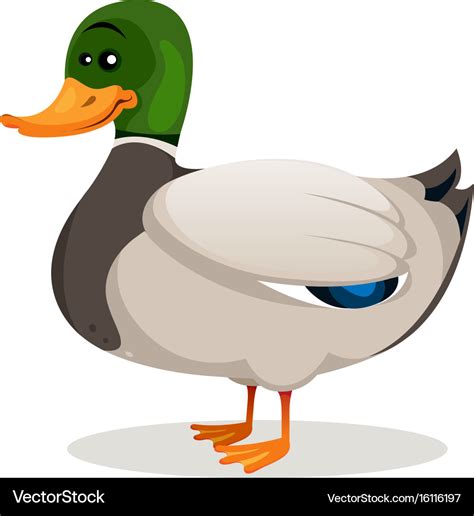 Cartoon mallard duck Royalty Free Vector Image