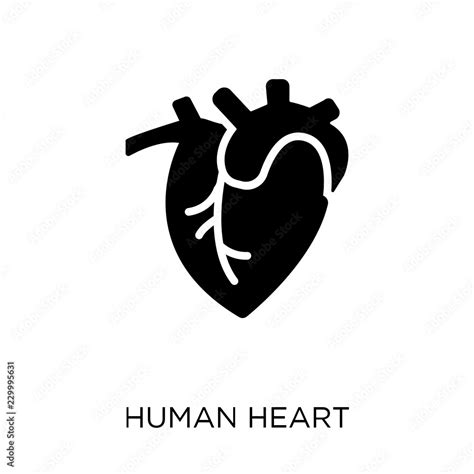 Human Heart icon. Human Heart symbol design from Human Body Parts ...