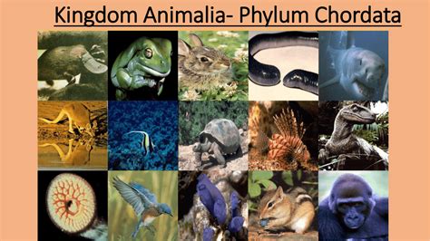 Kingdom Animalia-Chordates