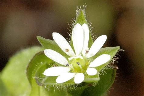 Bare Ground Microhabitat - Plants