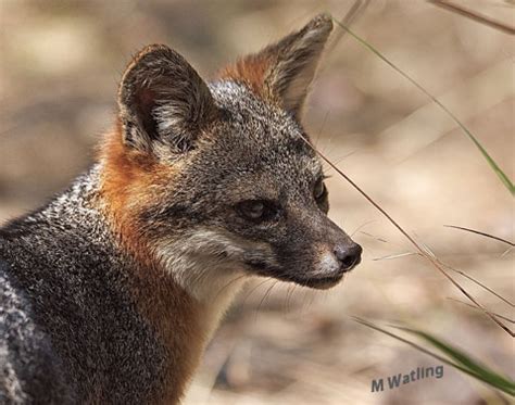 Friends of the Island Fox: Fox Foto Friday - Island Foxes Healthy Inside and Out