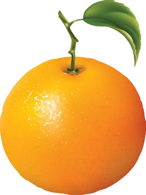 Orange | Oranges PNG Image | Orange fruit, Fruit, Orange