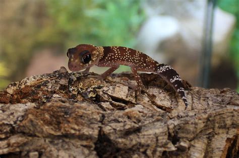 Australian Barking Gecko - Nephrurus milii - Evolution Reptiles