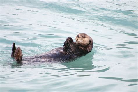 Free Images : ocean, wet, animal, cute, river, wildlife, wild, zoo, fur, aquatic, floating ...