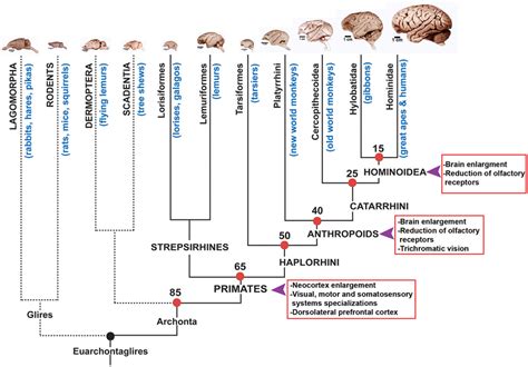 Simple Primate Phylogeny