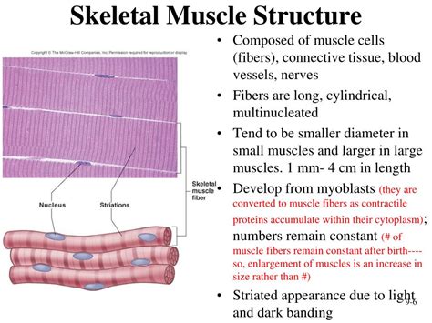 [DIAGRAM] Labelled Diagram Of Skeletal Muscle Tissue - MYDIAGRAM.ONLINE