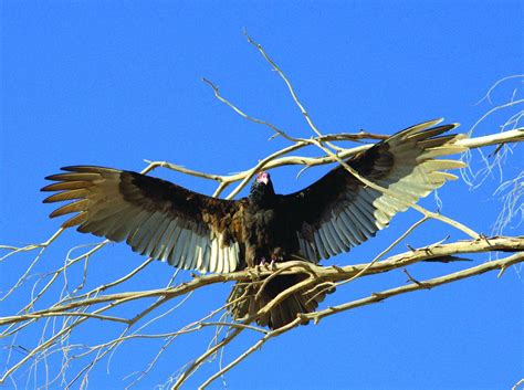 Photos: Wildlife in Lake Havasu City | Galleries | havasunews.com