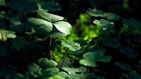 Green Leaf Macro Nature Grass Water Drop 4k