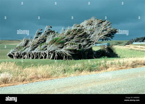 Windswept trees hi-res stock photography and images - Alamy