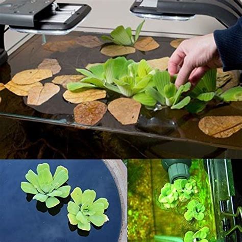 Oce180anYLV 50Pcs Dichondra Pistia Seeds Garden Pond Aquatic Plant Pool Aquarium Tank Decor ...