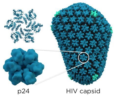 Difference Between Capsid and Capsomere | Compare the Difference Between Similar Terms