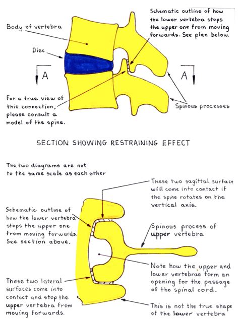 Articular Processes Mechanism - constructive awareness