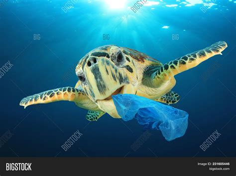 Plastic Pollution Image & Photo (Free Trial) | Bigstock