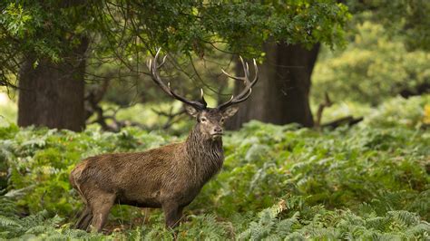 Free photo: Animal on Forest - Animal, Antelope, Bushes - Free Download ...