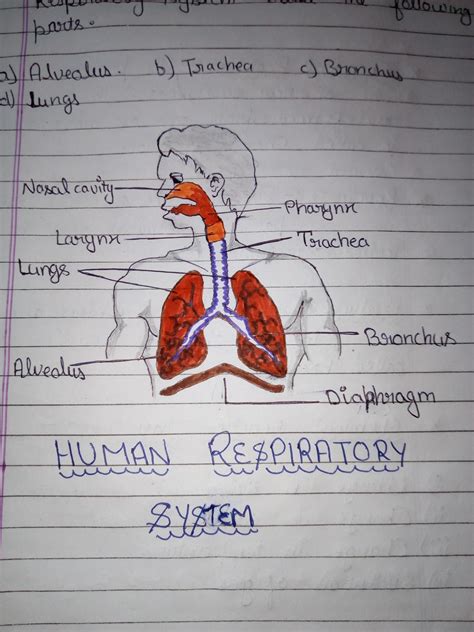 The Respiratory System Diagram Labeled