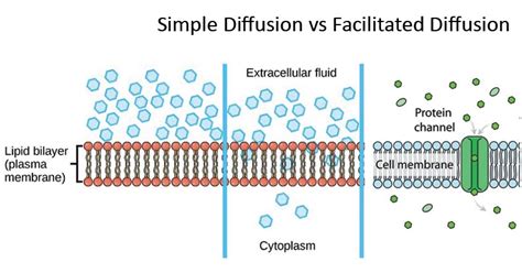 Simple Diffusion vs Facilitated Diffusion (11 Differences)