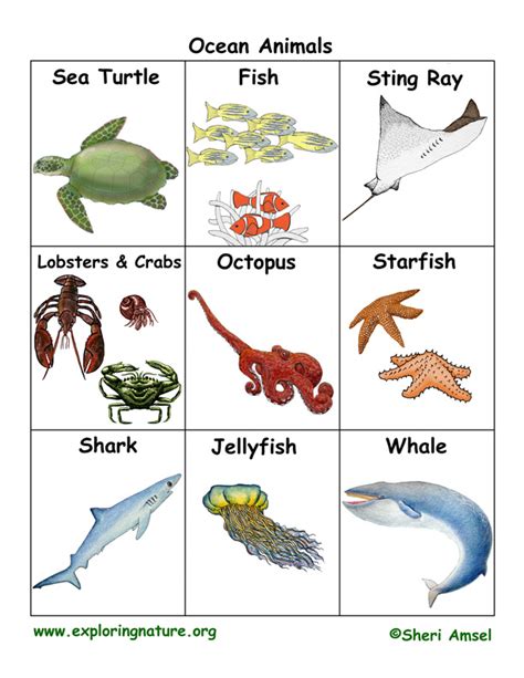 Ocean Animal Flashcards