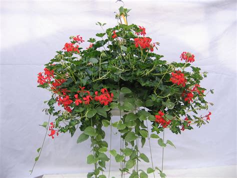 Trailing Geraniums - K & S Greenhouse