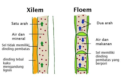 Gambar Jaringan Xilem dan Floem beserta Penjelasannya Lengkap – Blog ...