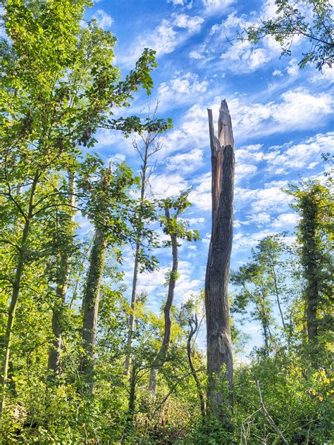 Free Images : tree, branch, sky, meadow, sunlight, leaf, flower, idyllic, green, landmark ...