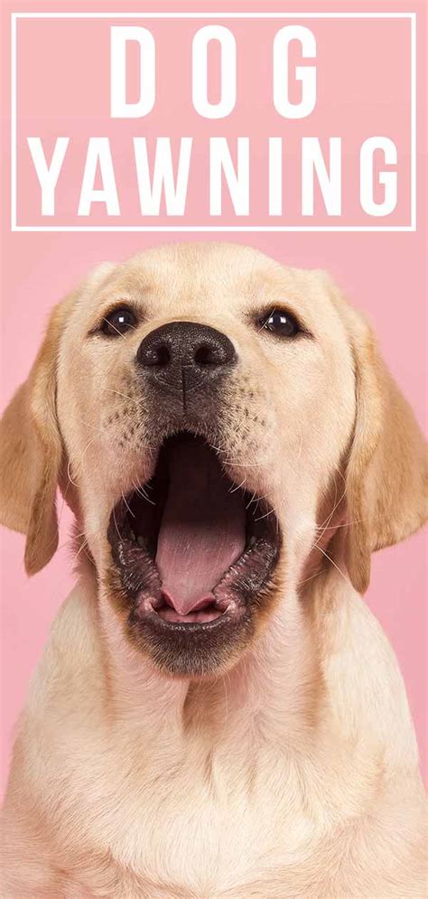 Dog Yawning - What Do Dogs' Yawns Mean And How Many Is Excessive?