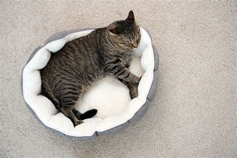 5 Best Orthopedic Cat Beds - Jan. 2025 - BestReviews